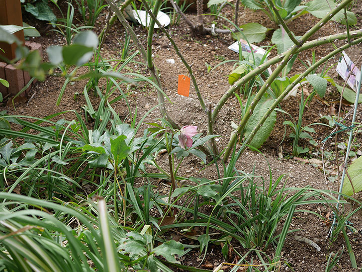 地植えしたオリエンタリスにバイカラーの花が咲いた。2020年-16.jpg
