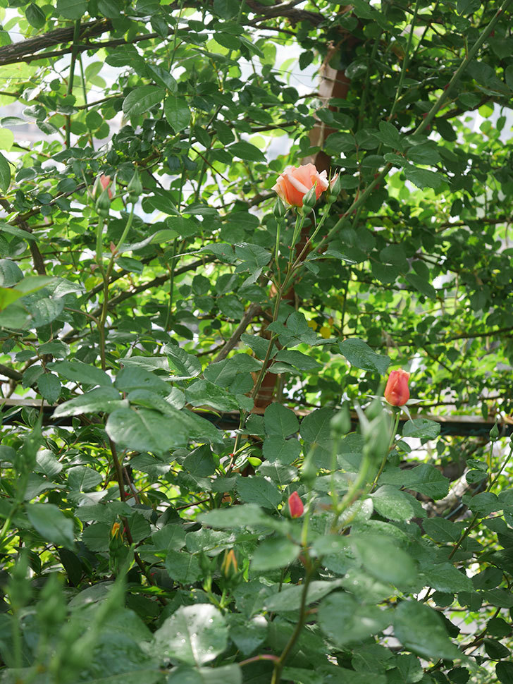 地植えのアプリコットキャンディ(木立バラ)の花が咲いた。2020年-3.jpg