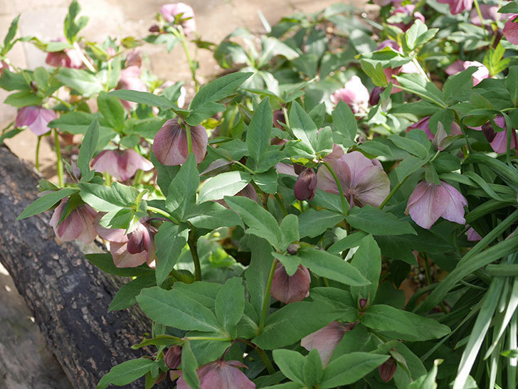 地植えのオリエンタリス 紫のシングルの花が咲いた。2021年-024.jpg