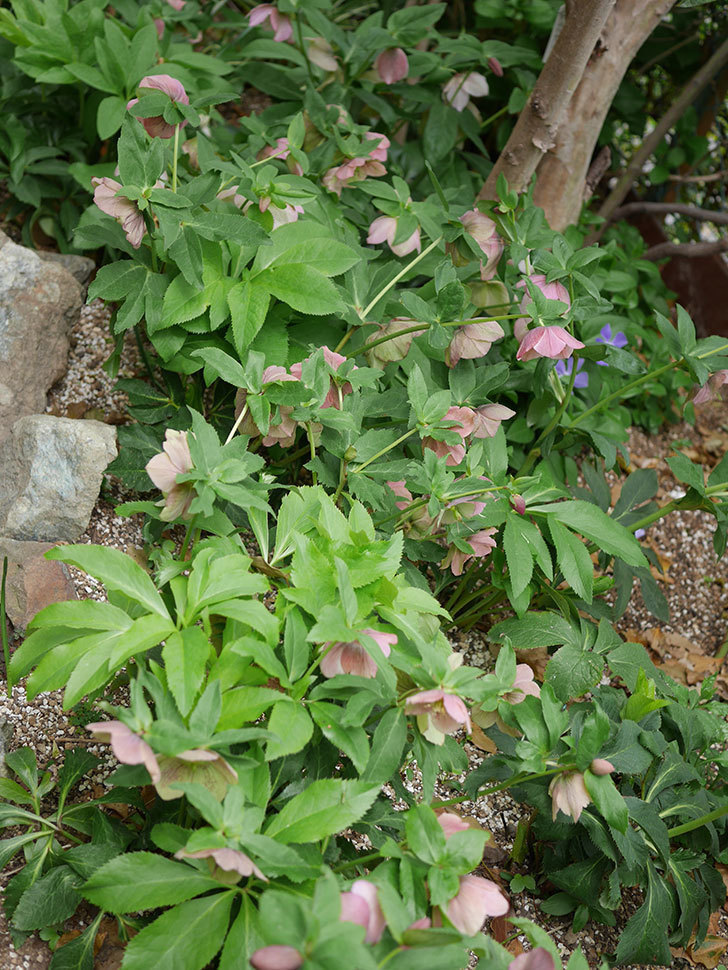 地植えのオリエンタリス 紫のシングルの花が咲いた。2021年-062.jpg