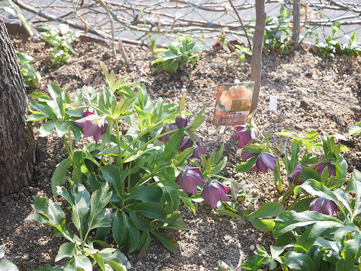 地植えのオリエンタリス 紫のシングルの花が咲いた。2022年-001.jpg