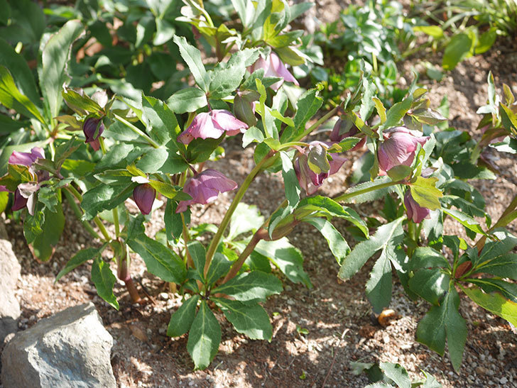 地植えのオリエンタリス 紫のシングルの花が咲いた。2022年-003.jpg