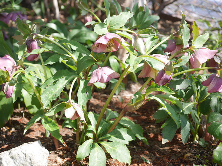 地植えのオリエンタリス 紫のシングルの花が咲いた。2022年-012.jpg