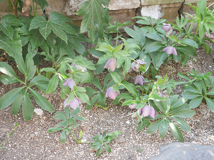地植えのオリエンタリス 紫のシングルの花が咲いた。2022年-016.jpg