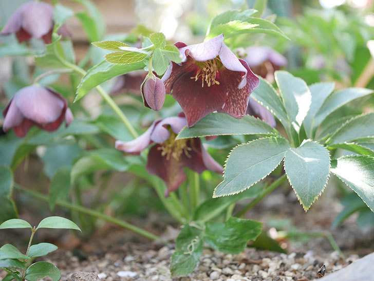 地植えのオリエンタリス 紫のシングルの花が咲いた。2022年-017.jpg