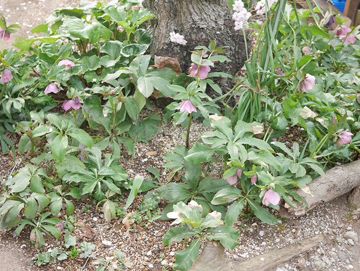 地植えのオリエンタリス 紫のシングルの花が咲いた。2022年-024.jpg