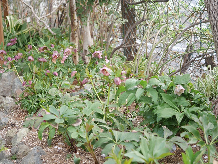 地植えのオリエンタリス 紫のシングルの花が咲いた。2022年-027.jpg