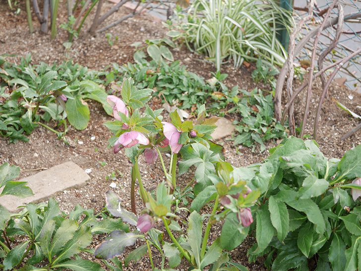 地植えのオリエンタリス 紫のシングルの花が咲いた。2022年-028.jpg
