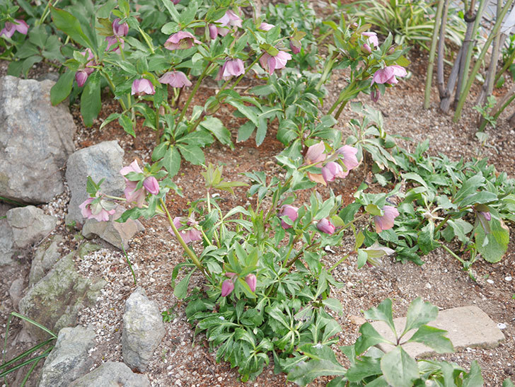 地植えのオリエンタリス 紫のシングルの花が咲いた。2022年-029.jpg