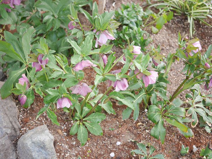 地植えのオリエンタリス 紫のシングルの花が咲いた。2022年-030.jpg