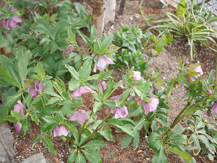 地植えのオリエンタリス 紫のシングルの花が咲いた。2022年-031.jpg
