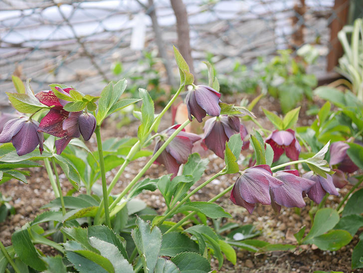 地植えのオリエンタリス 紫のシングルの花が咲いた。2022年-032.jpg