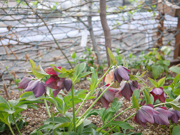 地植えのオリエンタリス 紫のシングルの花が咲いた。2022年-033.jpg