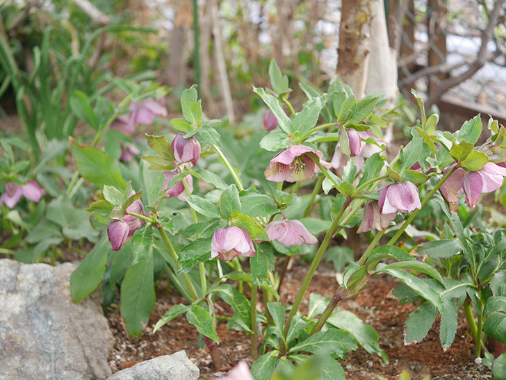 地植えのオリエンタリス 紫のシングルの花が咲いた。2022年-036.jpg