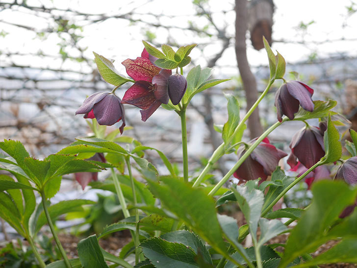 地植えのオリエンタリス 紫のシングルの花が咲いた。2022年-037.jpg