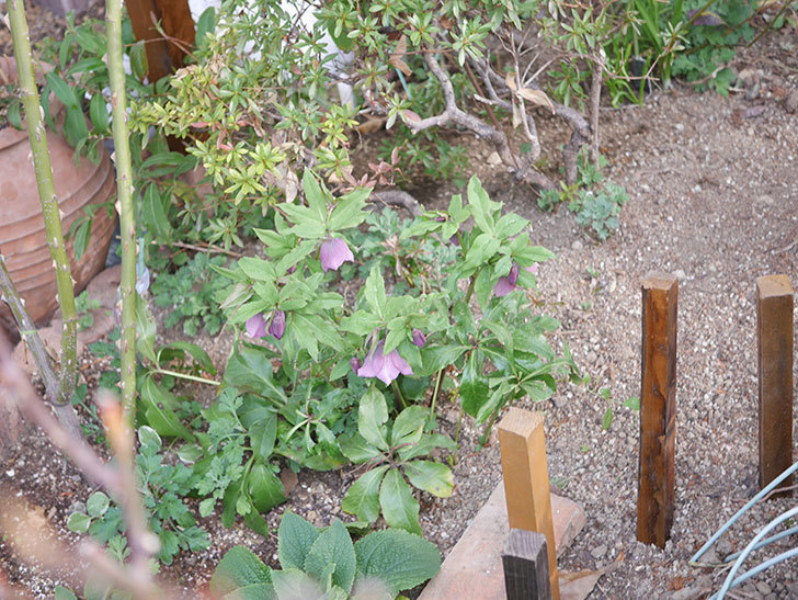 地植えのオリエンタリス 紫のシングルの花が咲いた。2022年-039.jpg