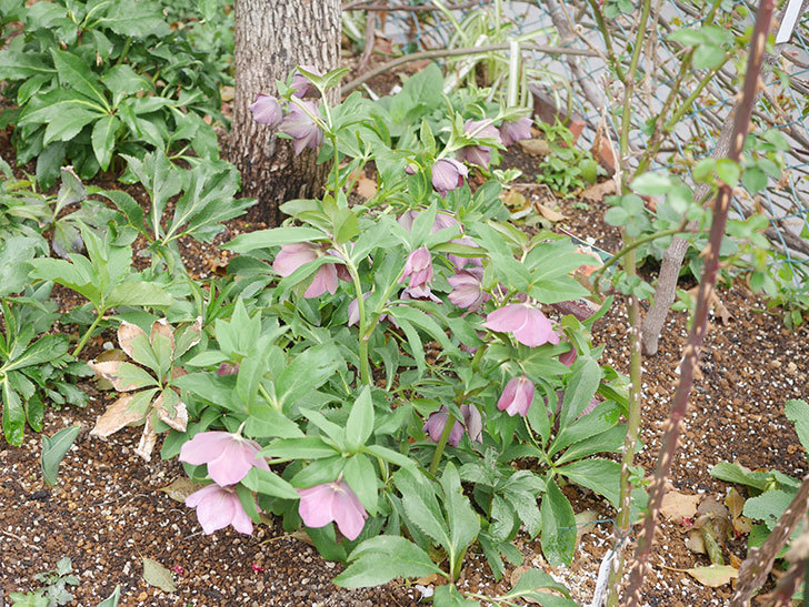 地植えのオリエンタリス 紫のシングルの花が増えてきた。2022年-001.jpg