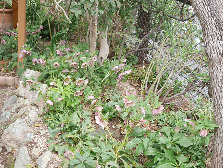 地植えのオリエンタリス 紫のシングルの花が増えてきた。2022年-002.jpg