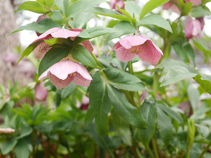 地植えのオリエンタリス 紫のシングルの花が増えてきた。2022年-003.jpg
