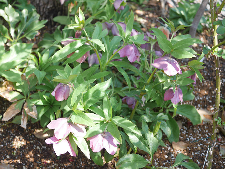 地植えのオリエンタリス 紫のシングルの花が増えてきた。2022年-008.jpg