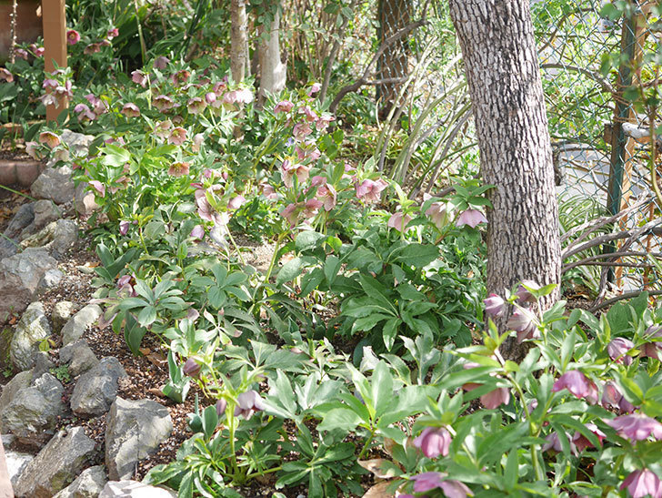 地植えのオリエンタリス 紫のシングルの花が増えてきた。2022年-016.jpg