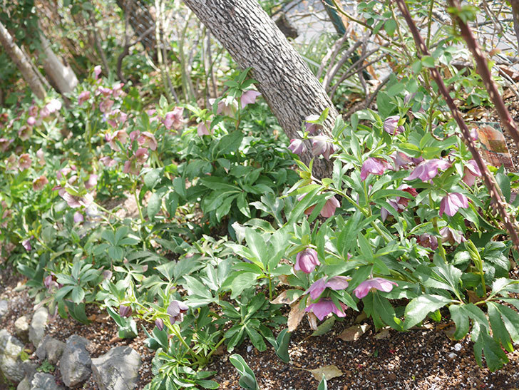 地植えのオリエンタリス 紫のシングルの花が増えてきた。2022年-017.jpg