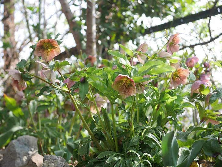 地植えのオリエンタリス 紫のシングルの花が増えてきた。2022年-027.jpg