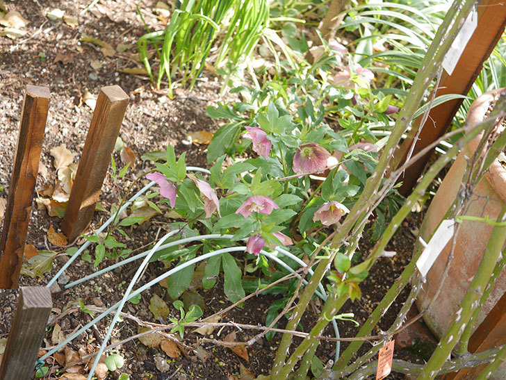 地植えのオリエンタリス 紫のシングルの花が増えてきた。2022年-032.jpg