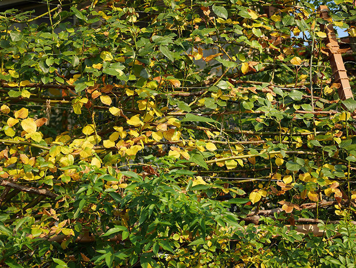 地植えのツルバラの葉が大量に黄色くなってきた。2020年-009.jpg