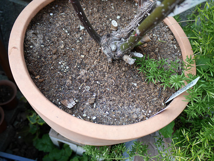 地植えバラ用にブレンドした寒肥を鉢バラにやったんだけど微妙だった。2018年-2.jpg