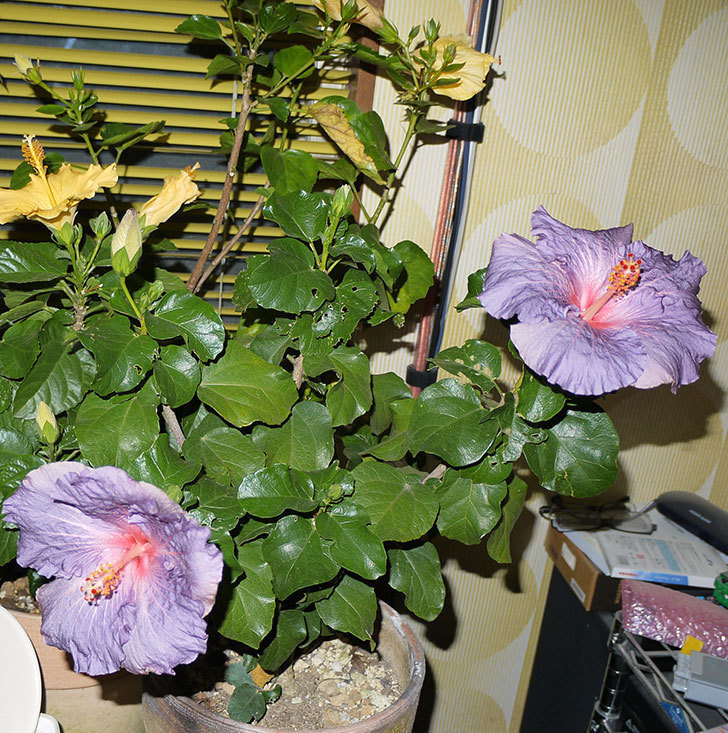 室内に取り込んだハイビスカス-サニーが2個咲いた。2016年-5.jpg