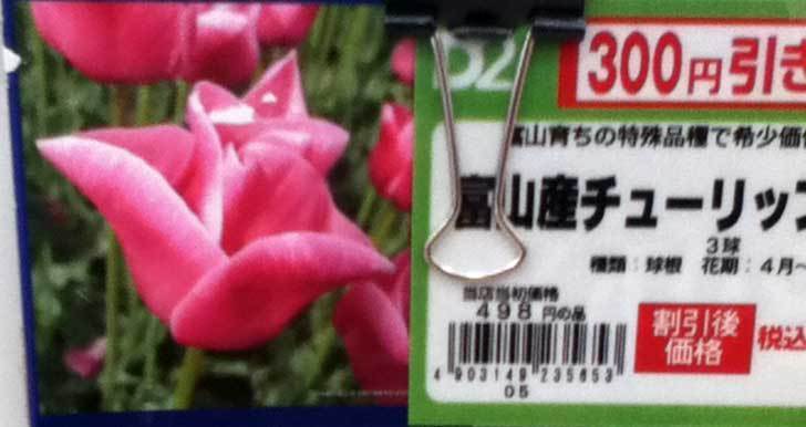富山産チューリップ-ありさ-の球根をケイヨーデイツーで買って来た。2015年-2.jpg