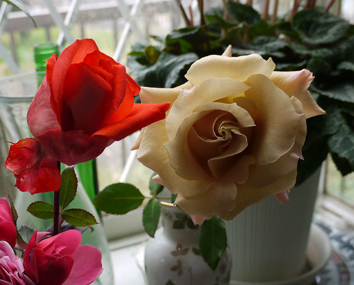 寒さで駄目になりそうなので咲いてるバラを切り花にした。2017年-9.jpg
