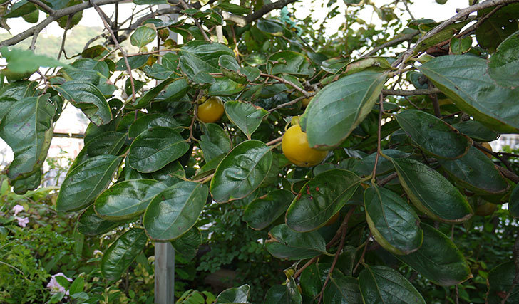 庭の柿の木の実が黄色くなってきた2.jpg