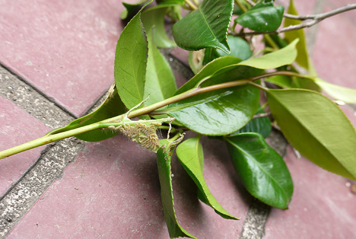 庭植えしているツバキにチャドクガが発生した。2015年-1.jpg