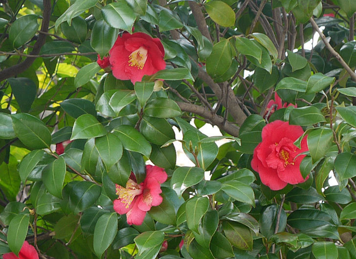 庭植えの赤いツバキがたくさん咲いた3.jpg
