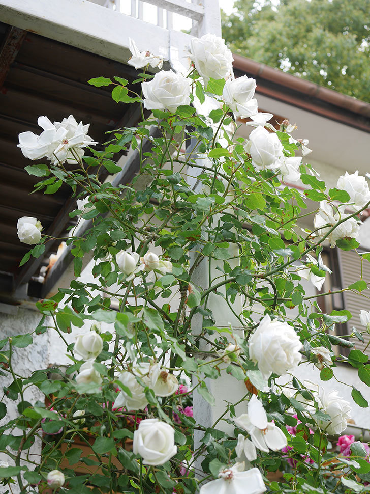 新雪(Shinsetsu)の花がたくさん咲いた。ツルバラ。2021年-074.jpg