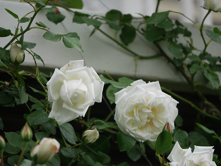 新雪(Shinsetsu)の花がたくさん咲いた。ツルバラ。2022年-002.jpg