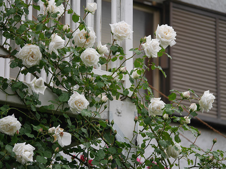 新雪(Shinsetsu)の花がたくさん咲いた。ツルバラ。2022年-012.jpg