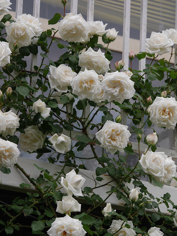 新雪(Shinsetsu)の花がたくさん咲いた。ツルバラ。2022年-034.jpg