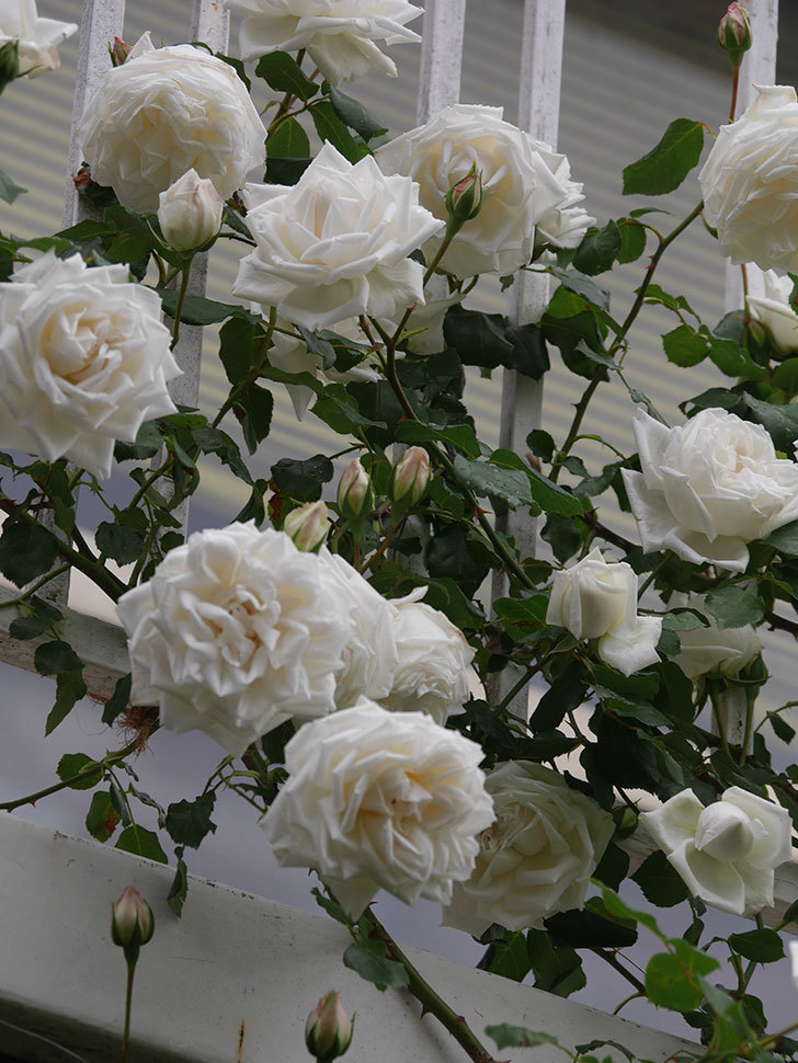 新雪(Shinsetsu)の花がたくさん咲いた。ツルバラ。2022年-041.jpg