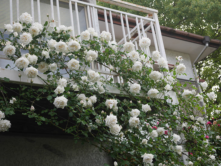 新雪(Shinsetsu)の花がたくさん咲いた。ツルバラ。2022年-044.jpg