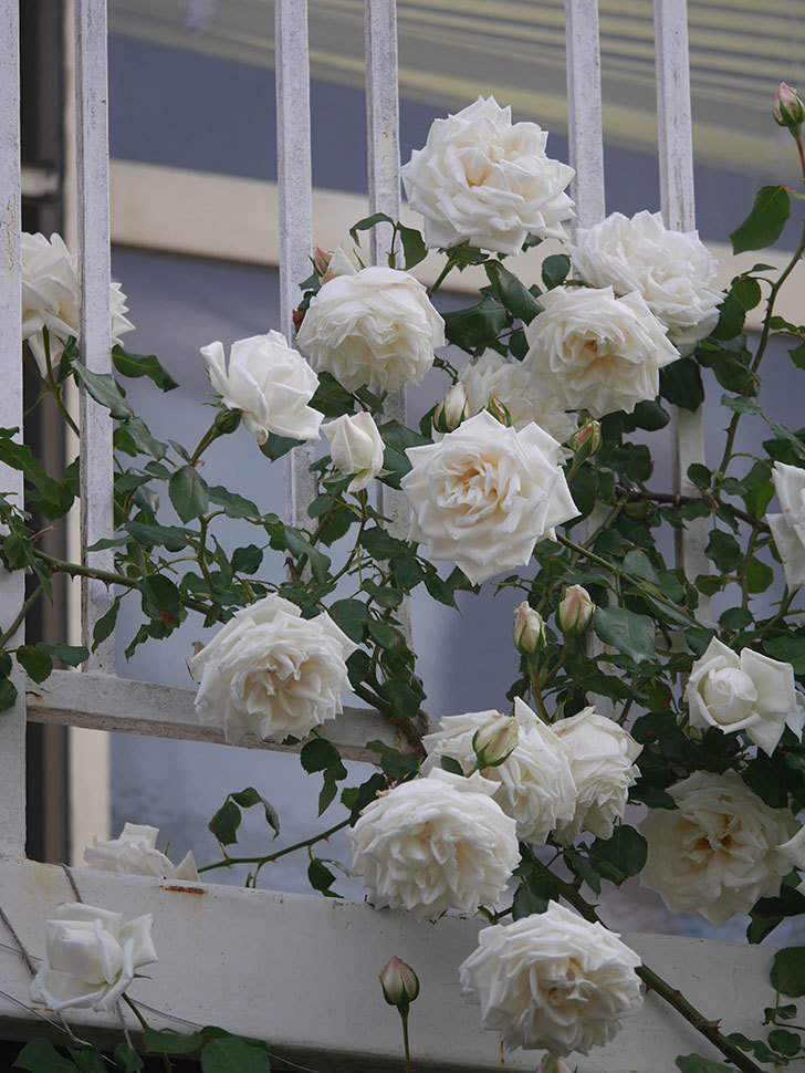 新雪(Shinsetsu)の花がたくさん咲いた。ツルバラ。2022年-053.jpg