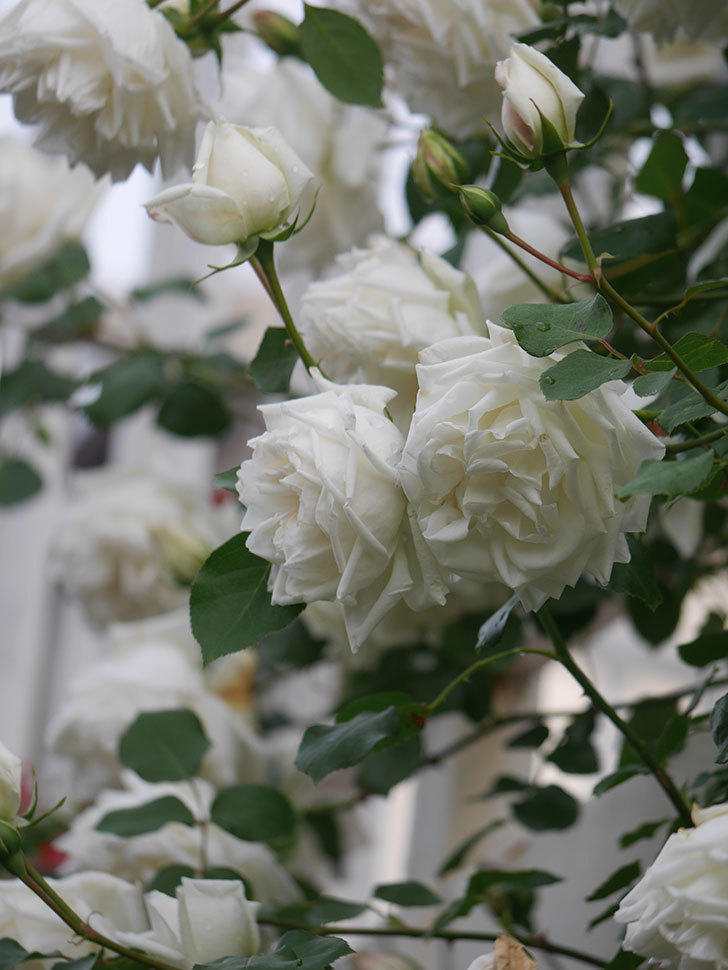 新雪(Shinsetsu)の花がたくさん咲いた。ツルバラ。2022年-063.jpg