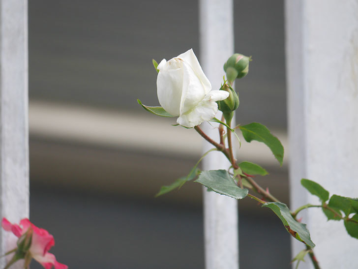 新雪(Shinsetsu)の花が咲いた。ツルバラ。2022年-004.jpg