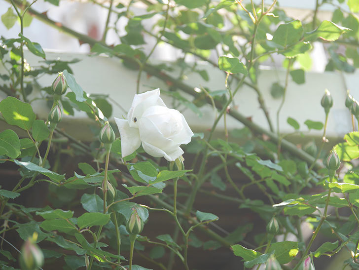 新雪(Shinsetsu)の花が咲いた。ツルバラ。2022年-017.jpg