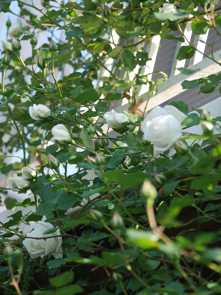 新雪(Shinsetsu)の花が咲いた。ツルバラ。2022年-024.jpg