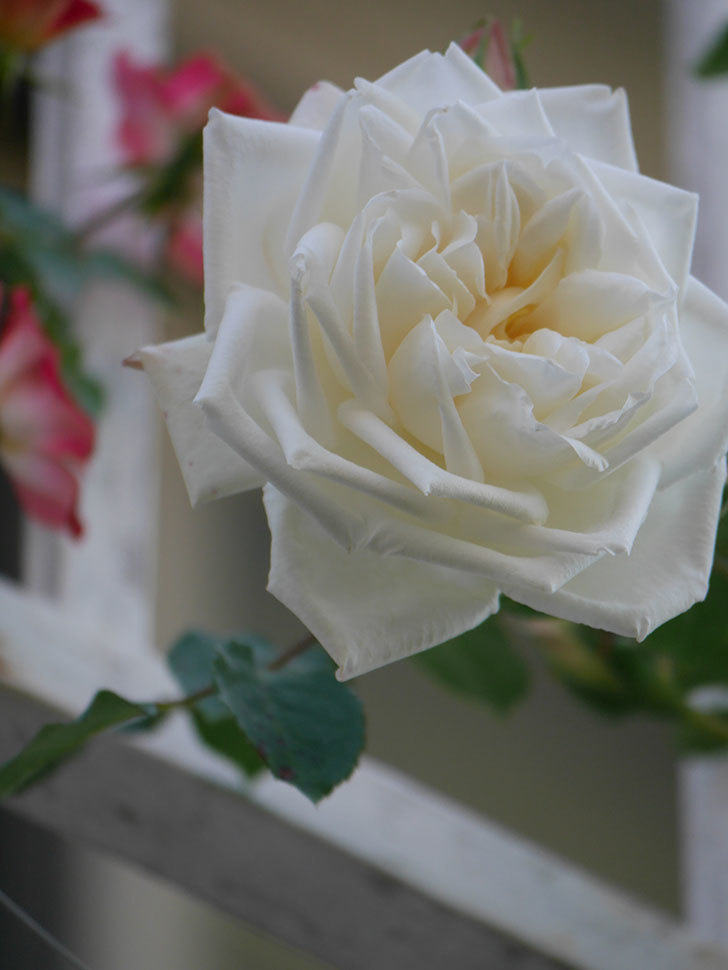 新雪(Shinsetsu)の花が咲いた。ツルバラ。2022年-040.jpg