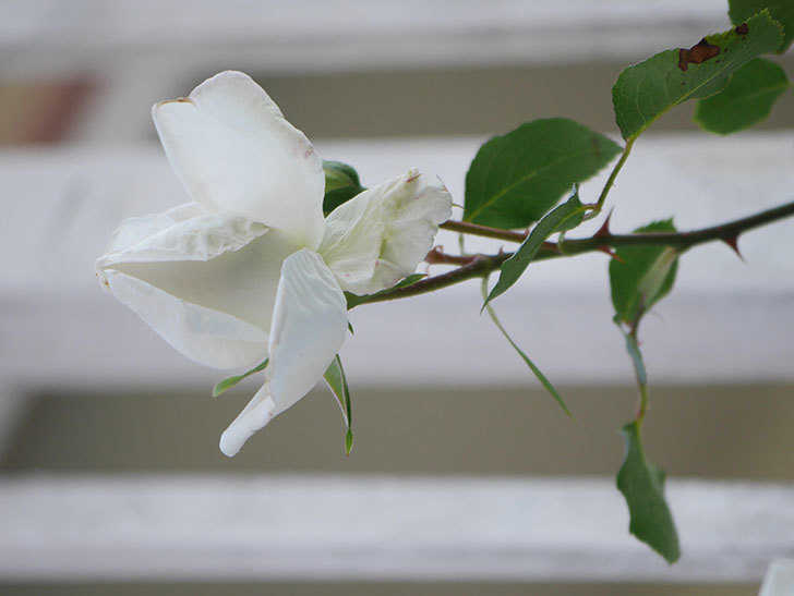 新雪(Shinsetsu)の花が咲いた。ツルバラ。2022年-041.jpg