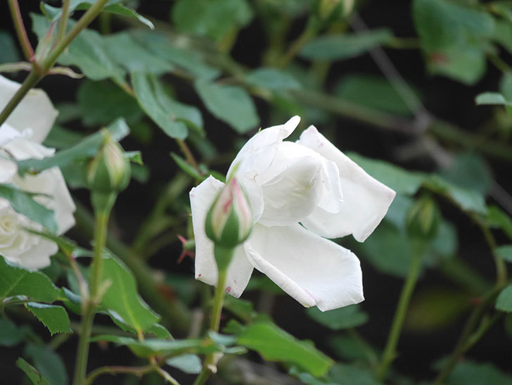新雪(Shinsetsu)の花が咲いた。ツルバラ。2022年-047.jpg